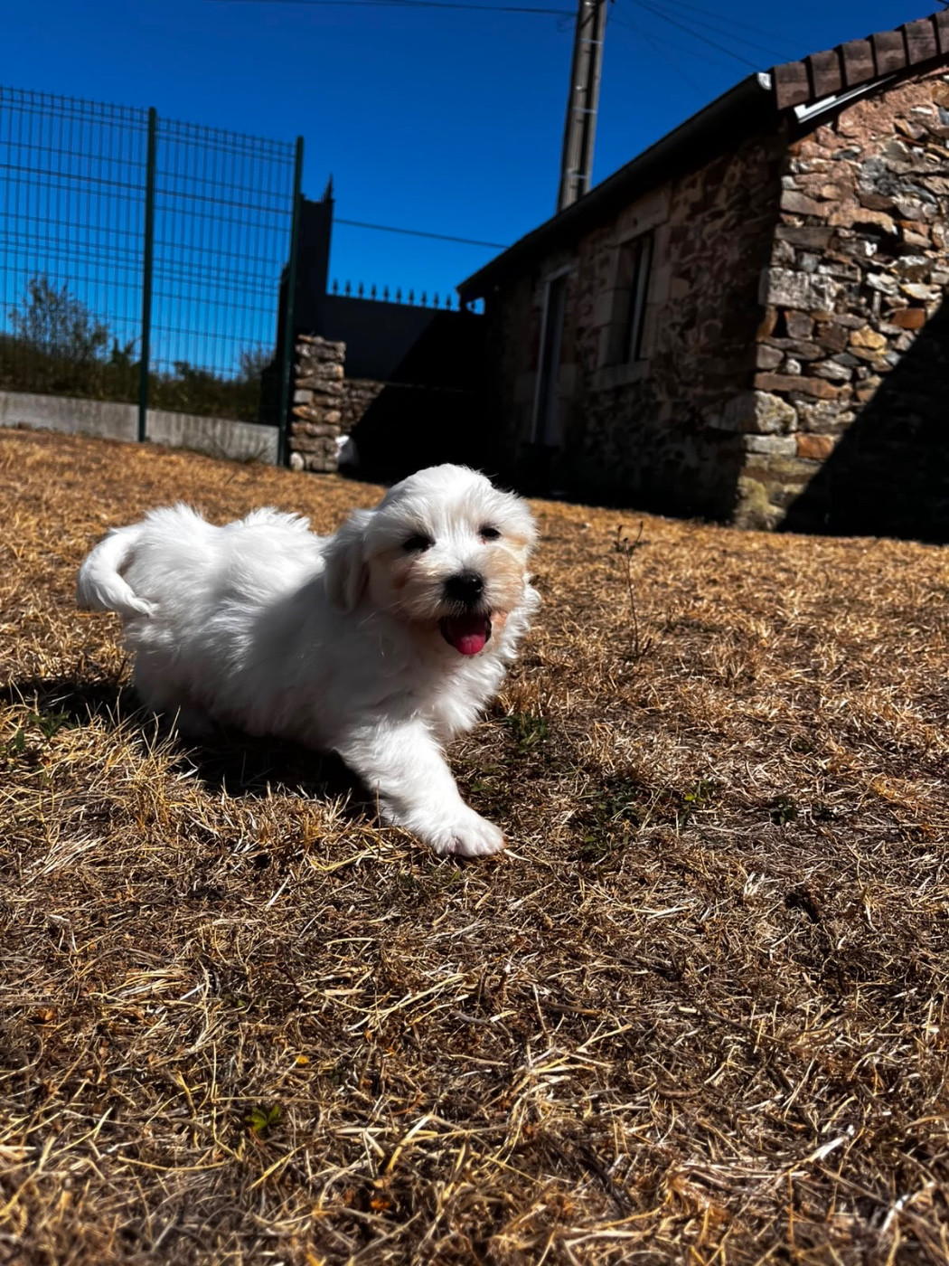 de Jerrie Black - Chiots disponibles - Coton de Tulear