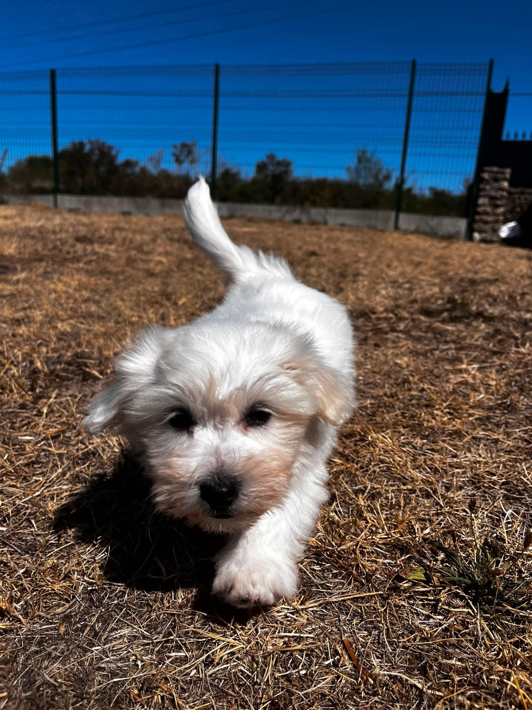 de Jerrie Black - Chiots disponibles - Coton de Tulear