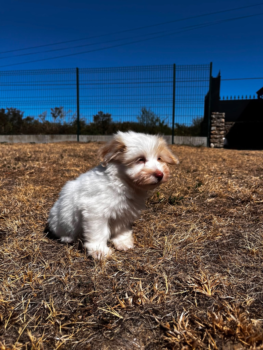 de Jerrie Black - Chiots disponibles - Coton de Tulear