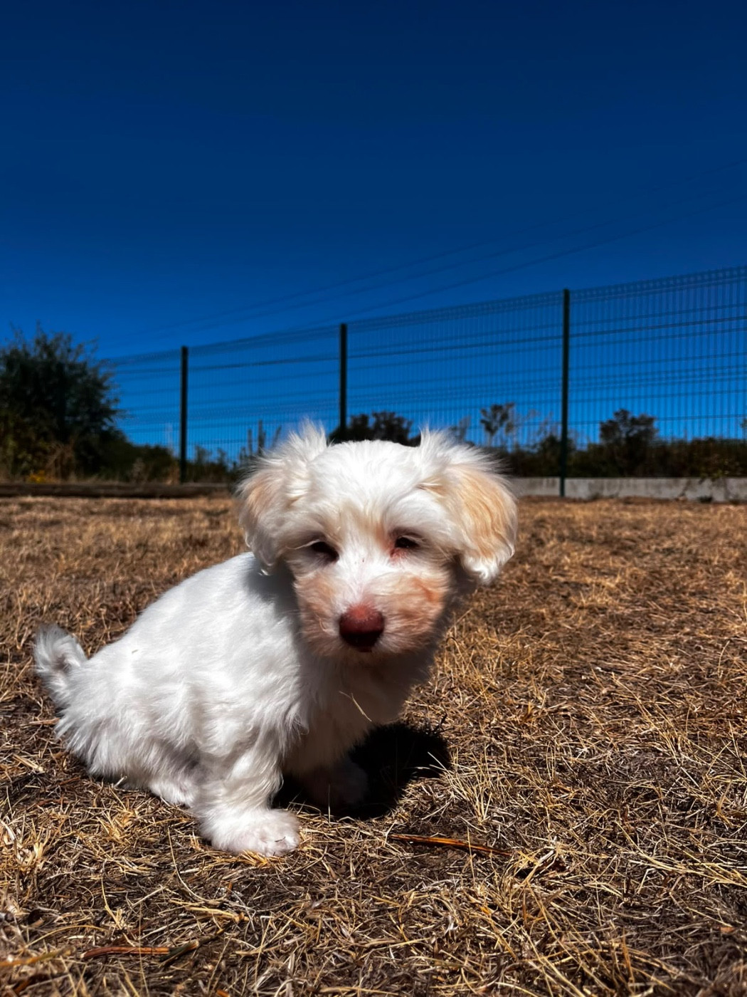 de Jerrie Black - Chiots disponibles - Coton de Tulear