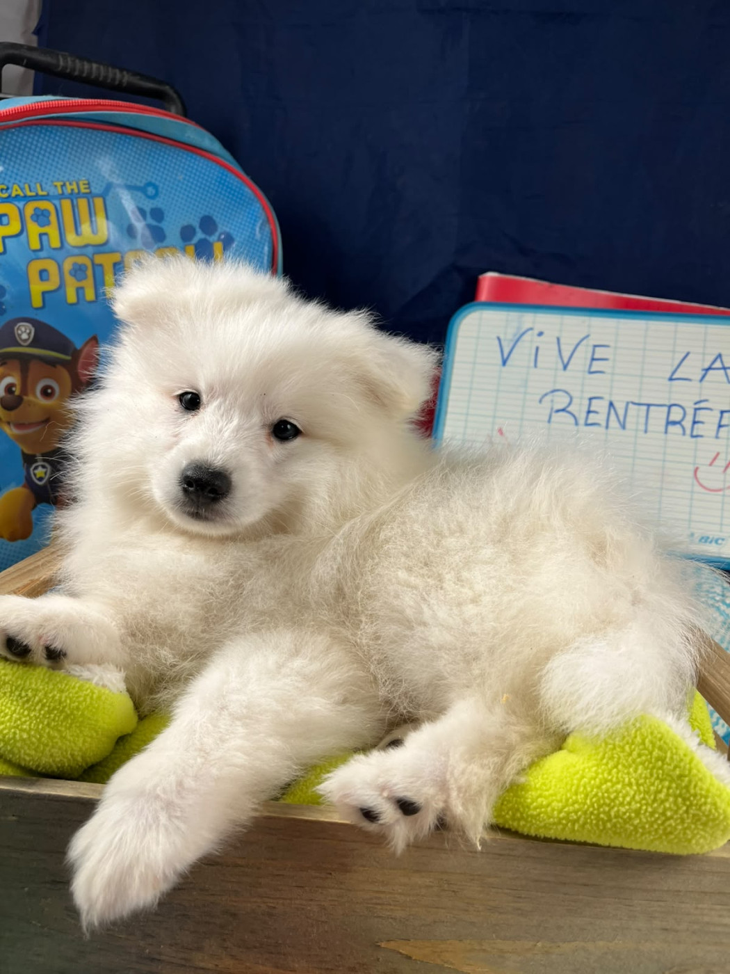 de Jerrie Black - Chiots disponibles - Spitz japonais