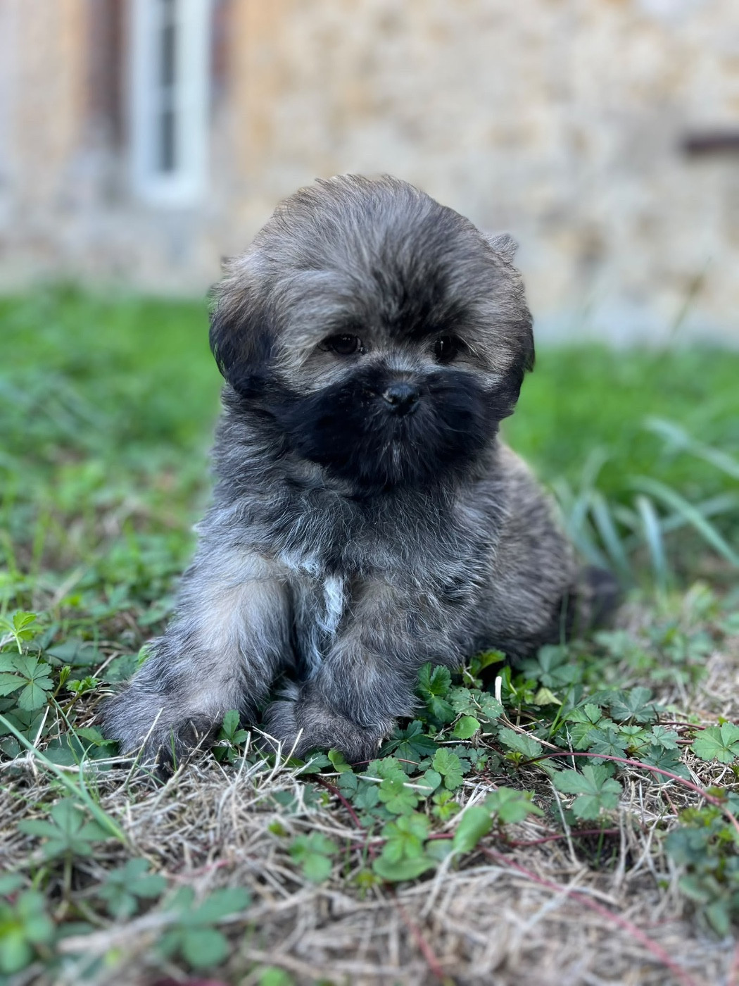 de Jerrie Black - Chiots disponibles - Lhassa Apso