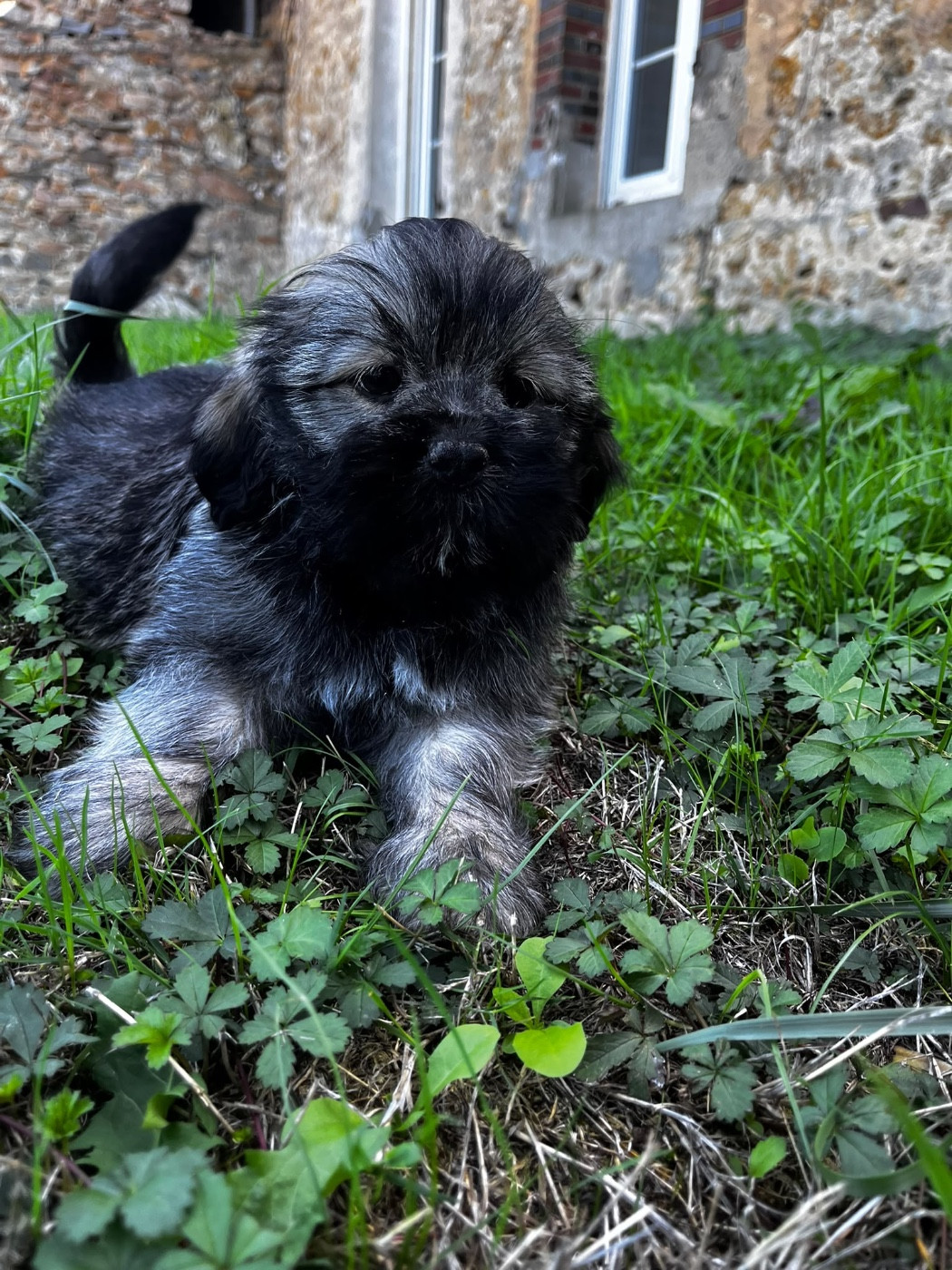 de Jerrie Black - Chiots disponibles - Lhassa Apso