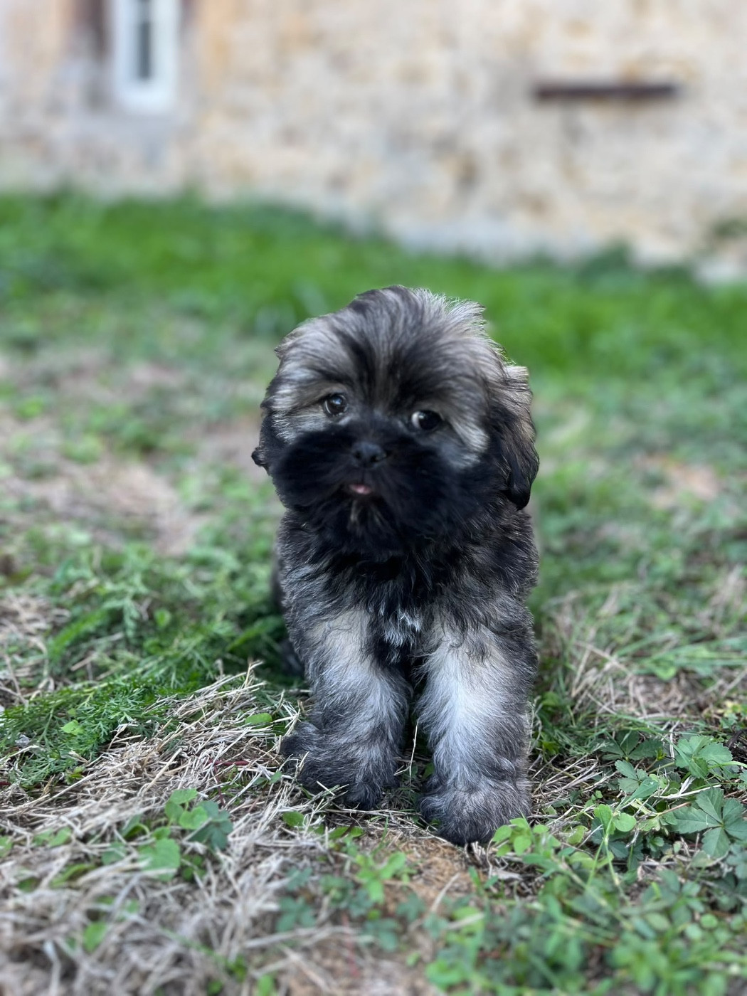 de Jerrie Black - Chiots disponibles - Lhassa Apso