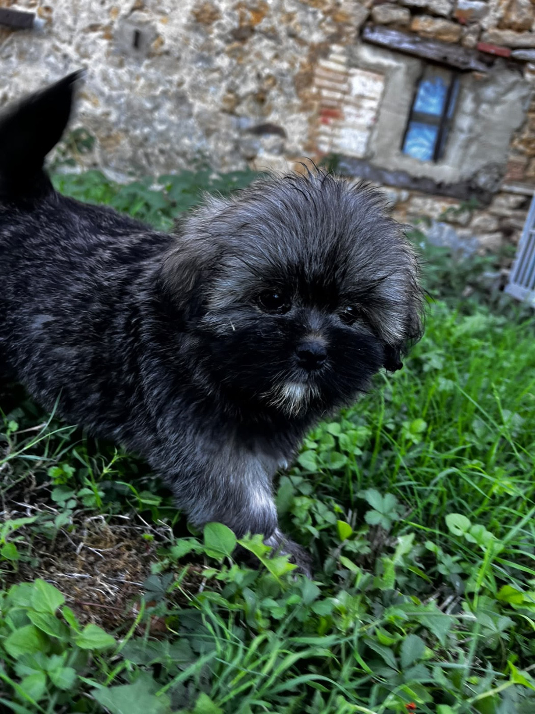de Jerrie Black - Chiots disponibles - Lhassa Apso