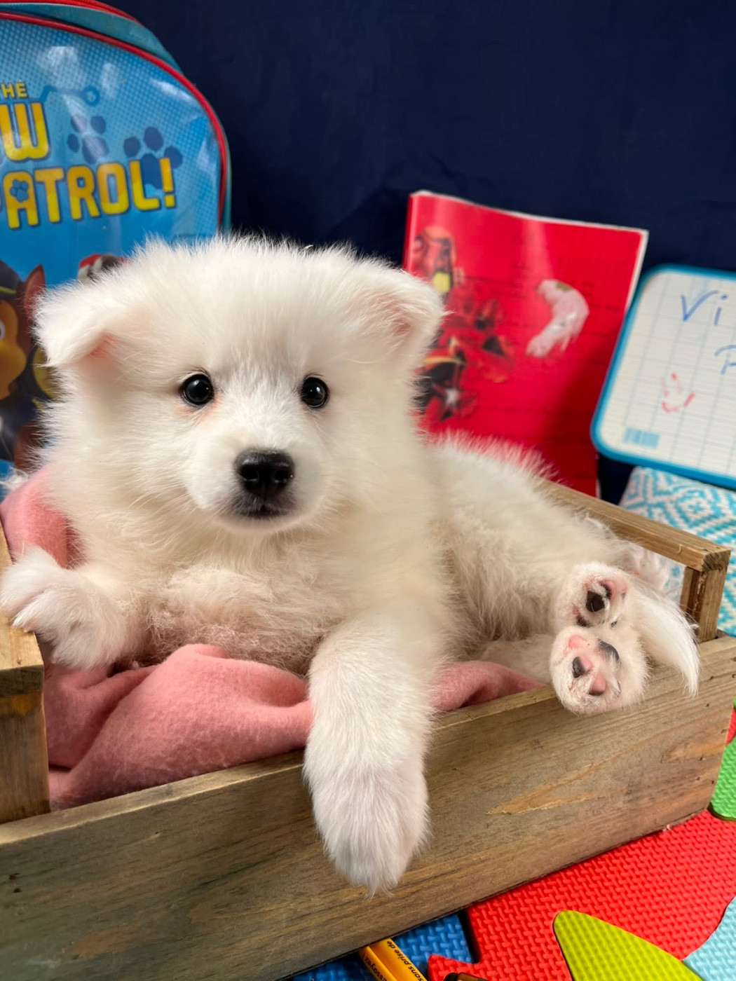 de Jerrie Black - Chiots disponibles - Spitz japonais