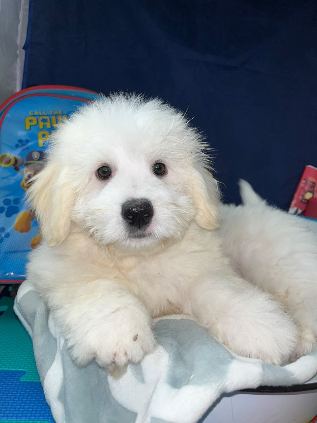 de Jerrie Black - Chiots disponibles - Coton de Tulear