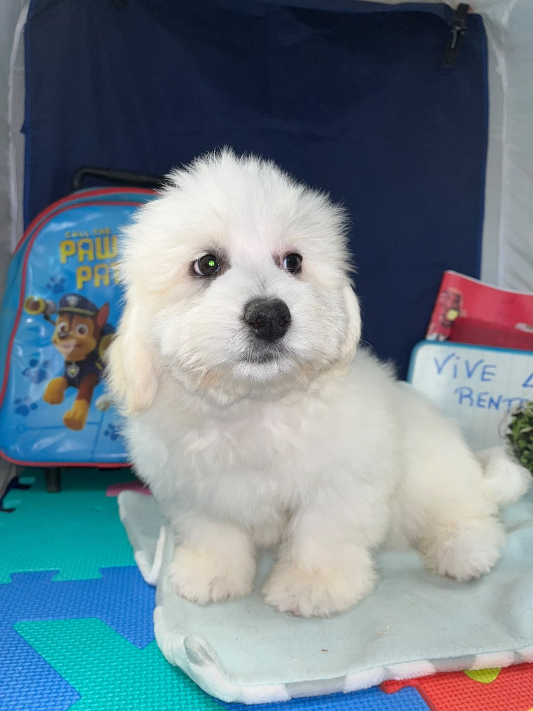de Jerrie Black - Chiots disponibles - Coton de Tulear