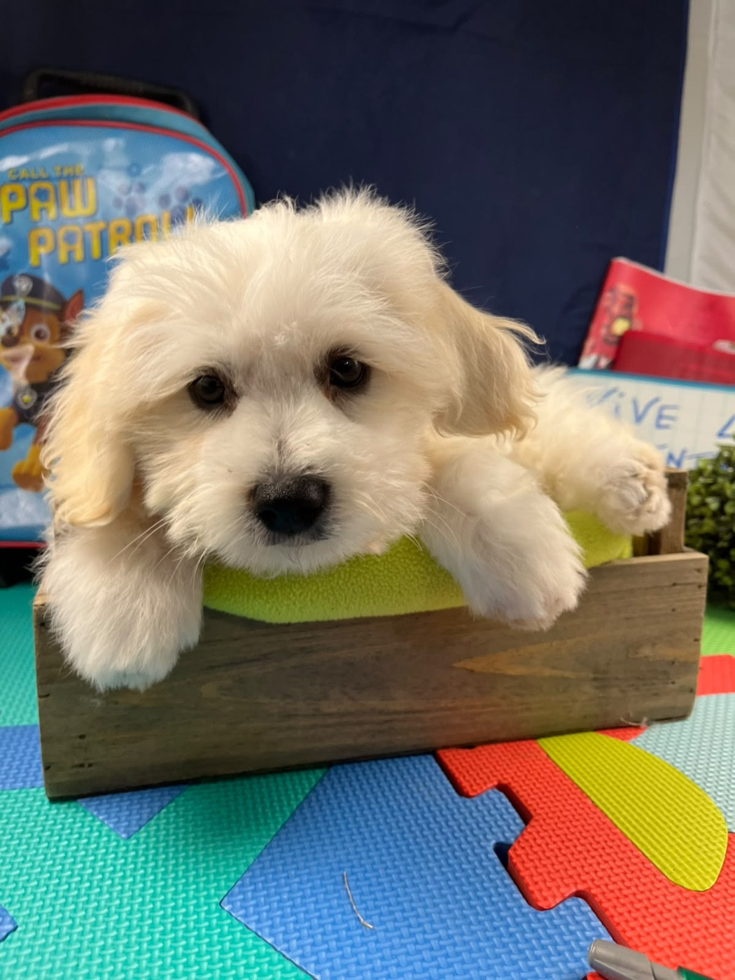 de Jerrie Black - Chiots disponibles - Coton de Tulear