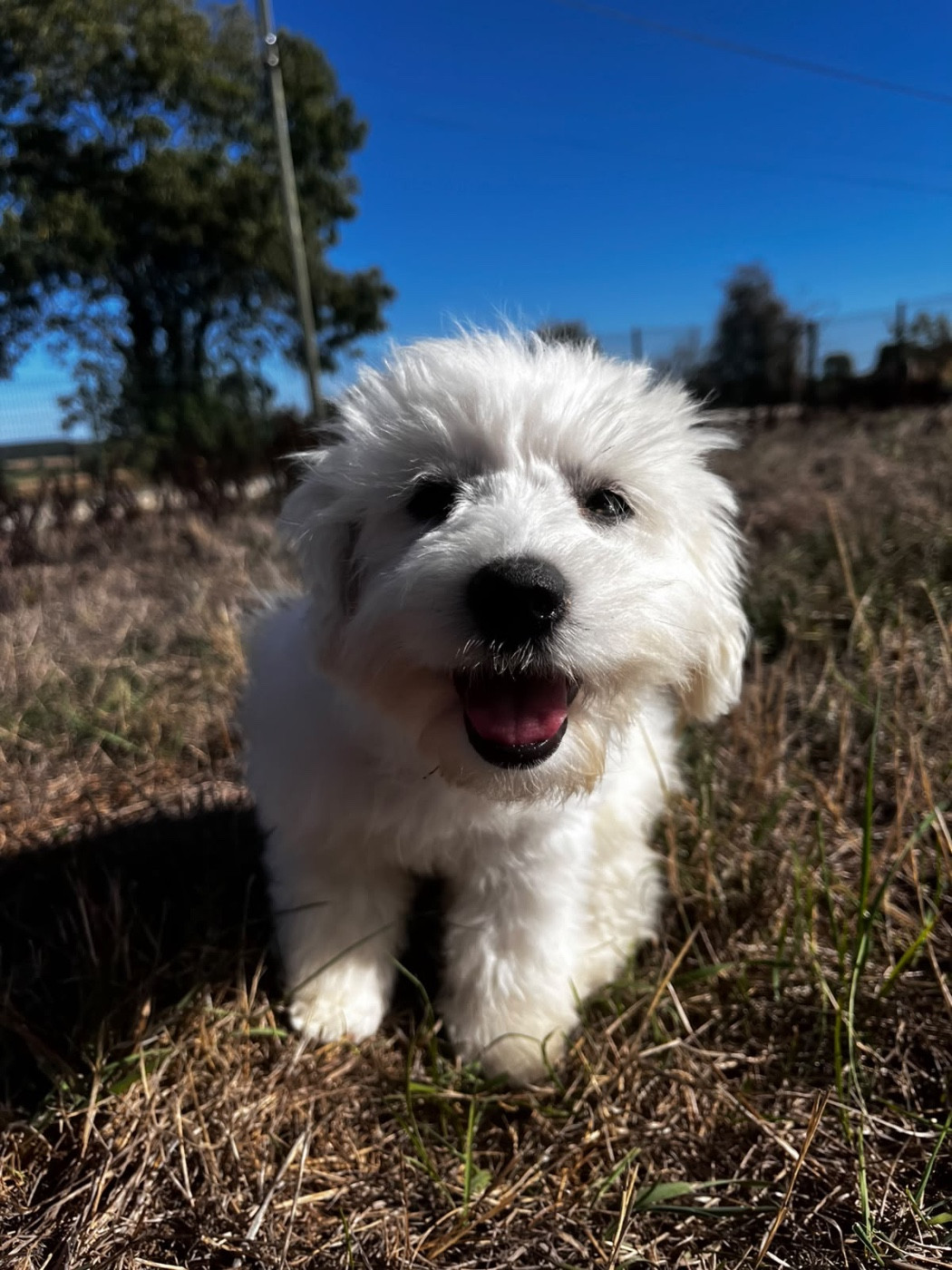 de Jerrie Black - Chiots disponibles - Coton de Tulear