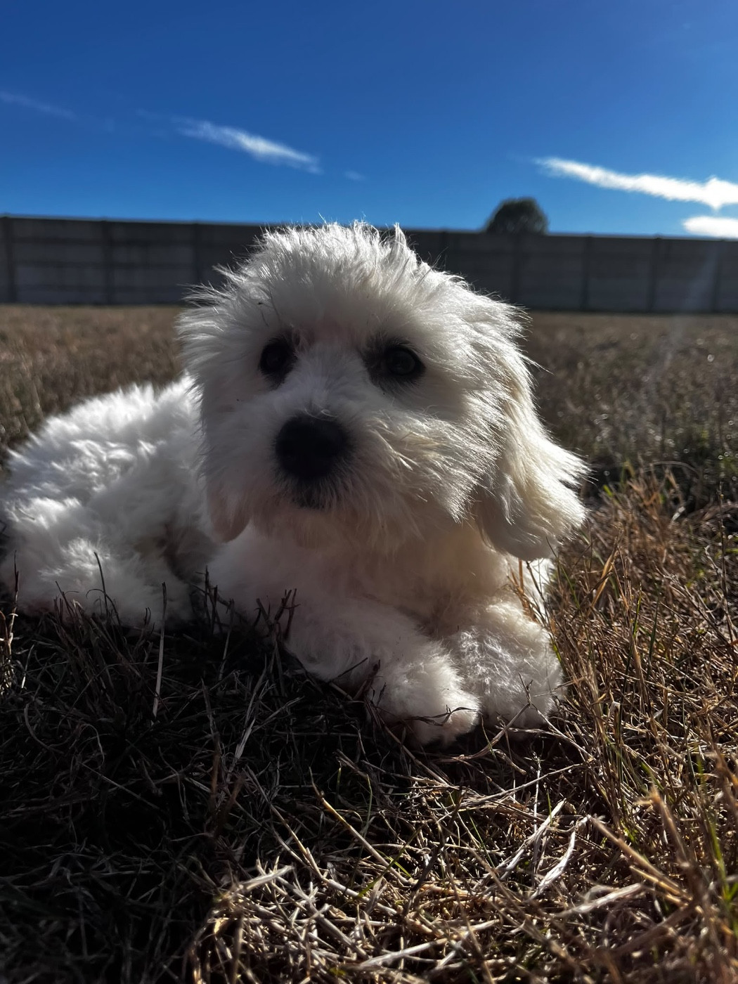 de Jerrie Black - Chiots disponibles - Coton de Tulear