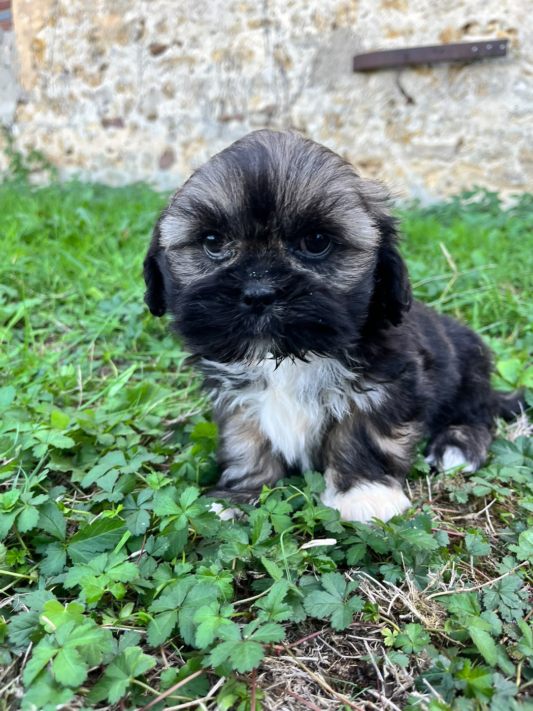 de Jerrie Black - Chiots disponibles - Lhassa Apso