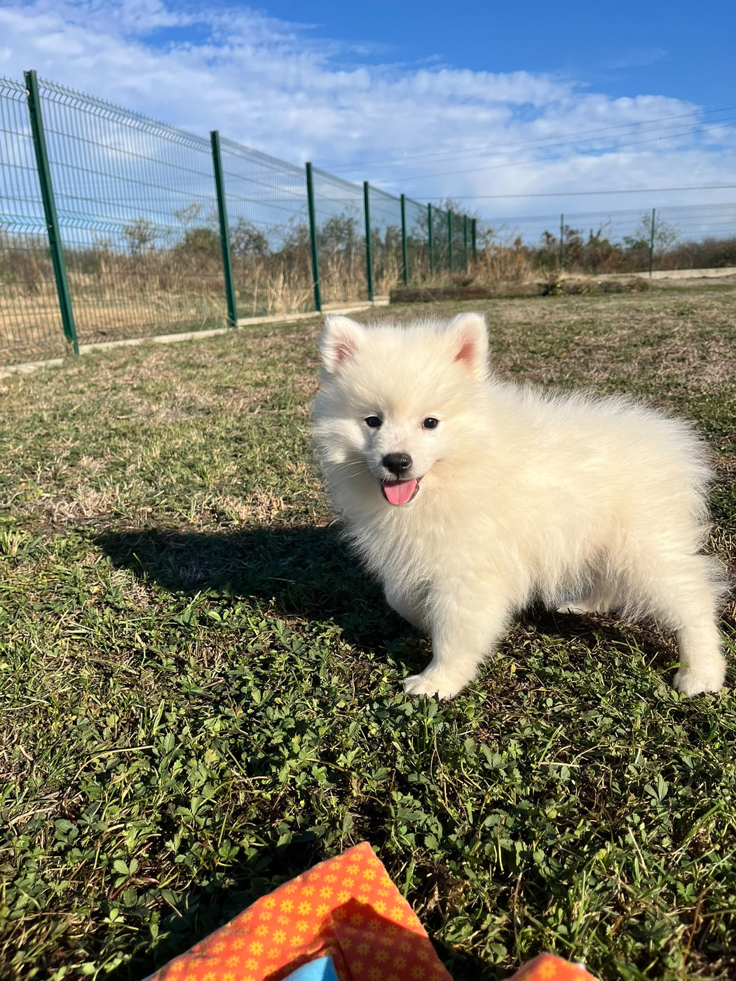 de Jerrie Black - Chiots disponibles - Spitz japonais