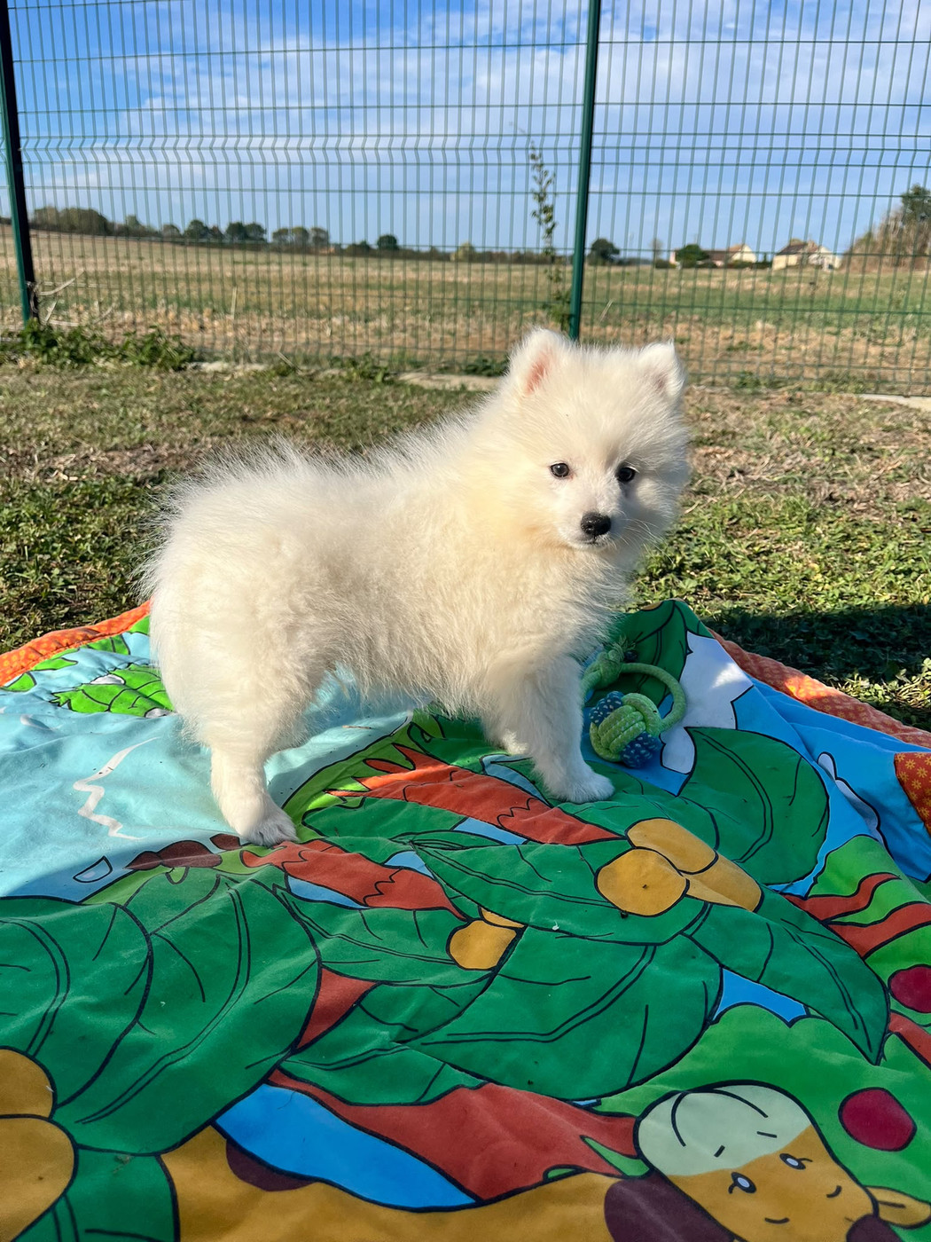 de Jerrie Black - Chiots disponibles - Spitz japonais