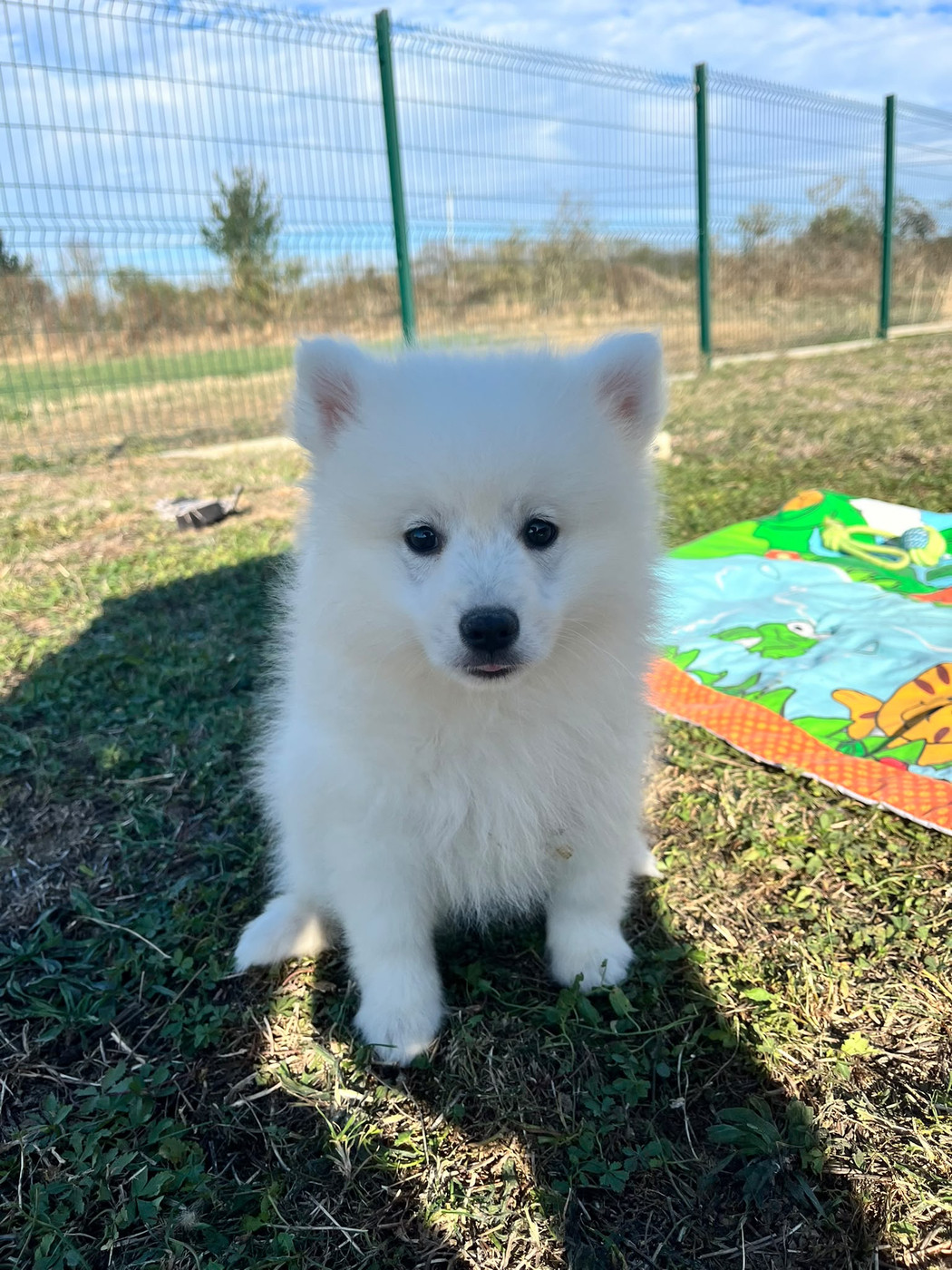 de Jerrie Black - Chiots disponibles - Spitz japonais