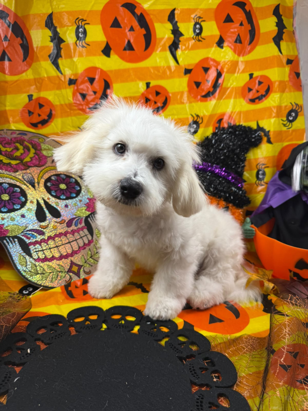 de Jerrie Black - Chiots disponibles - Coton de Tulear