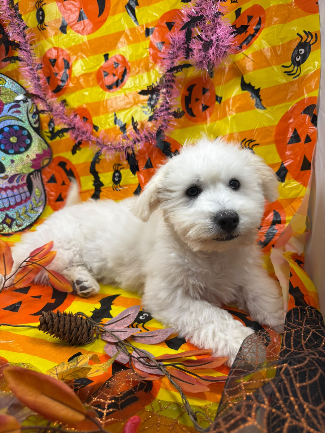 de Jerrie Black - Chiots disponibles - Coton de Tulear