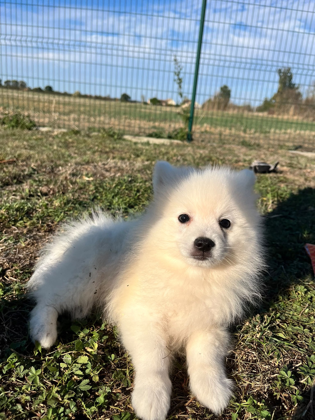 de Jerrie Black - Chiots disponibles - Spitz japonais