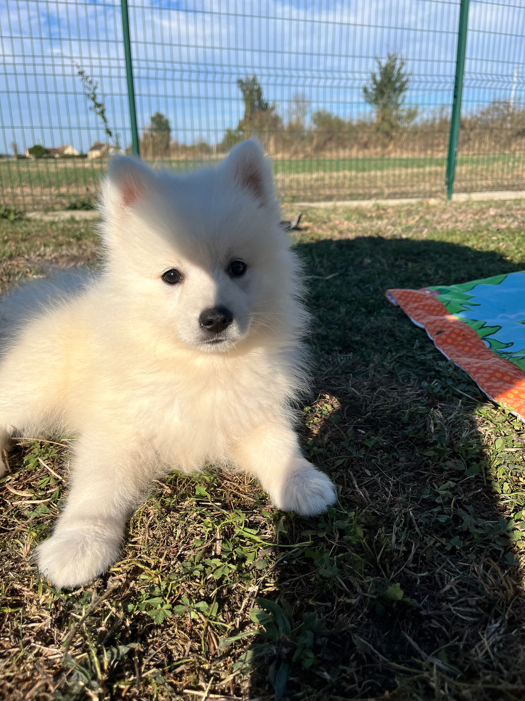 de Jerrie Black - Chiots disponibles - Spitz japonais