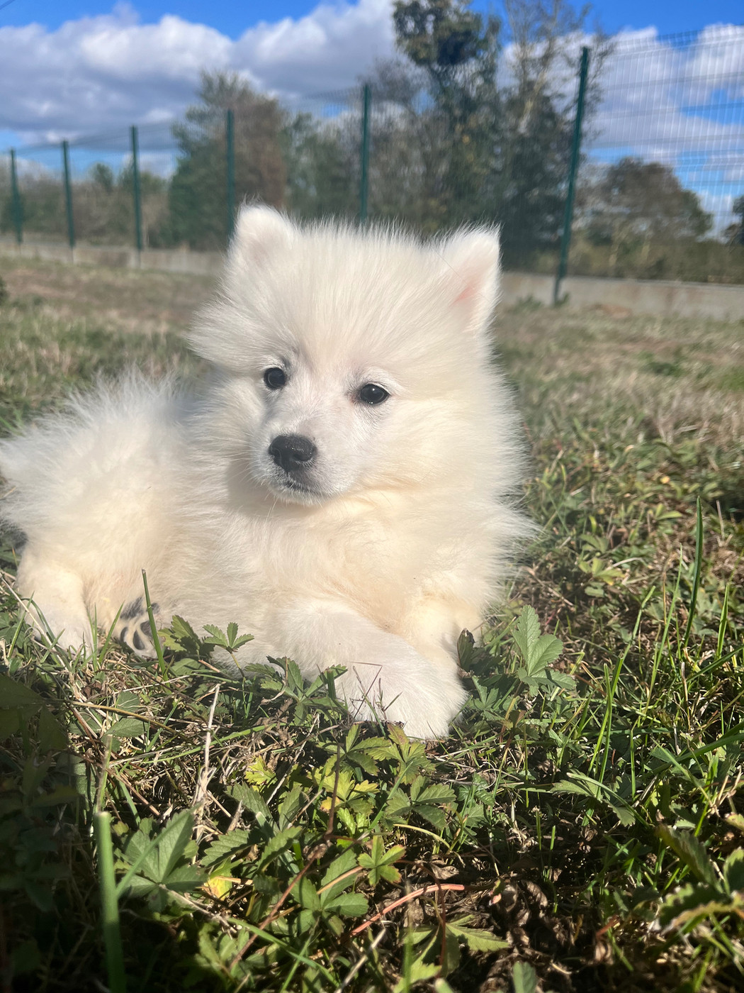 de Jerrie Black - Chiots disponibles - Spitz japonais