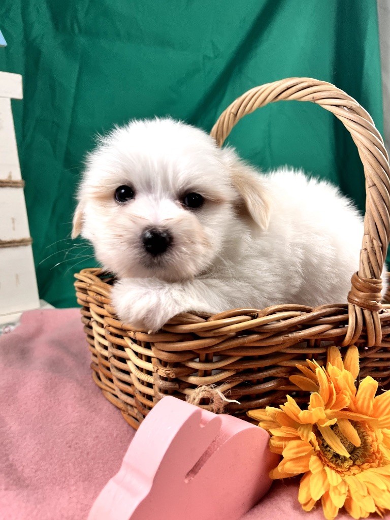 de Jerrie Black - Chiots disponibles - Coton de Tulear