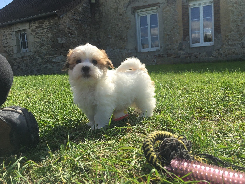 de Jerrie Black - Coton de Tulear - Portée née le 15/08/2025