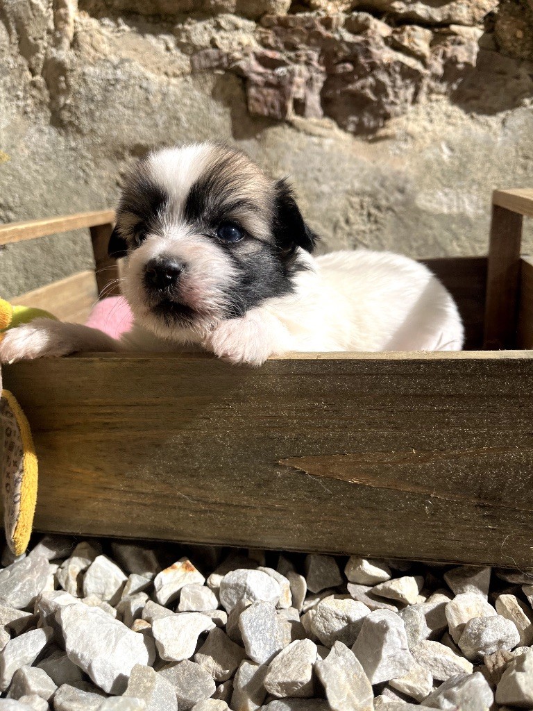de Jerrie Black - Chiots disponibles - Coton de Tulear