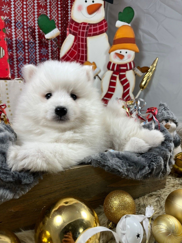 de Jerrie Black - Chiots disponibles - Spitz japonais