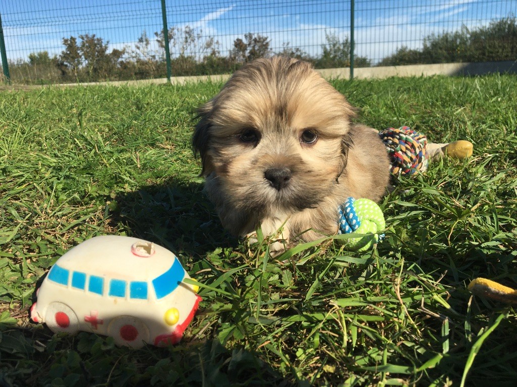 de Jerrie Black - Chiots disponibles - Lhassa Apso