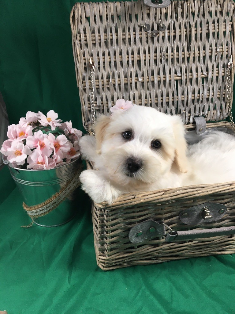 de Jerrie Black - Chiots disponibles - Coton de Tulear
