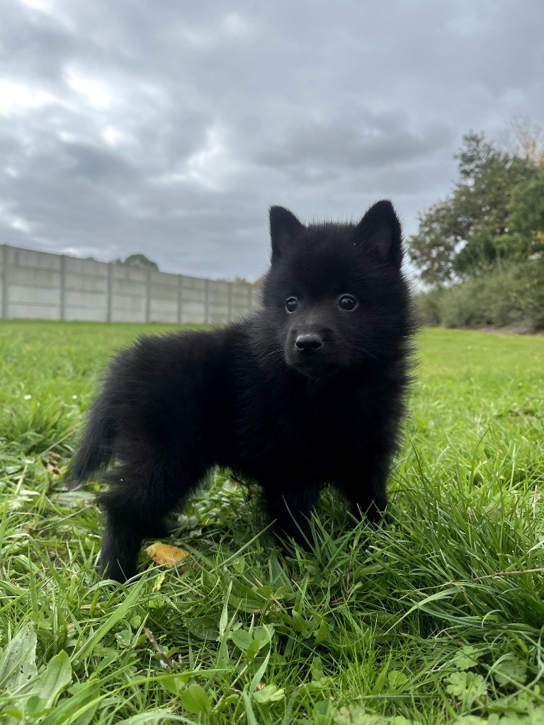 de Jerrie Black - Chiots disponibles - Schipperke