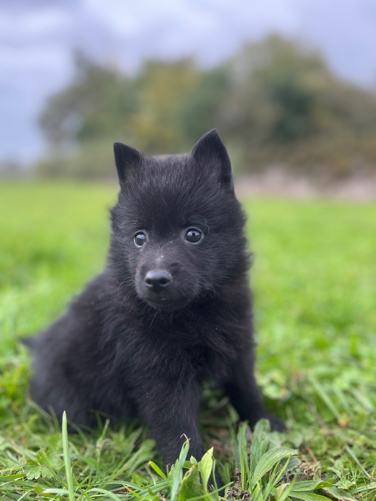 de Jerrie Black - Chiots disponibles - Schipperke