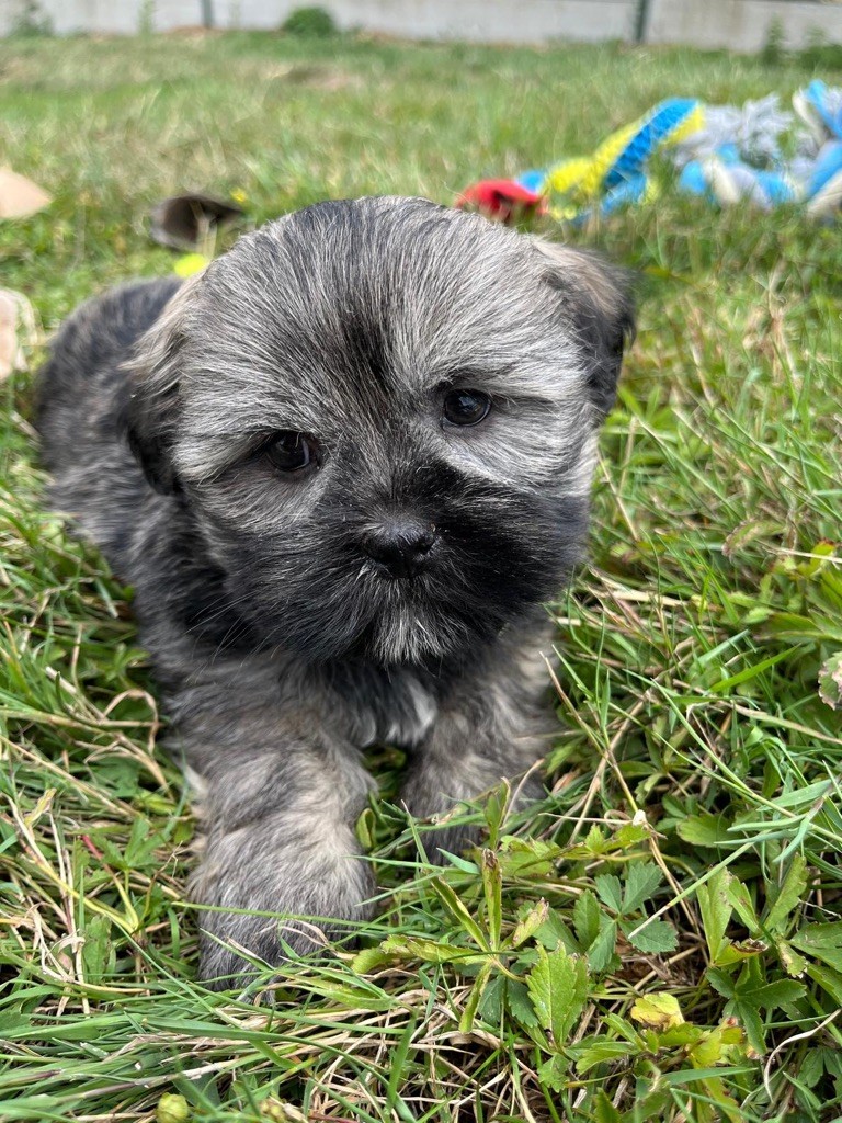 de Jerrie Black - Chiots disponibles - Lhassa Apso