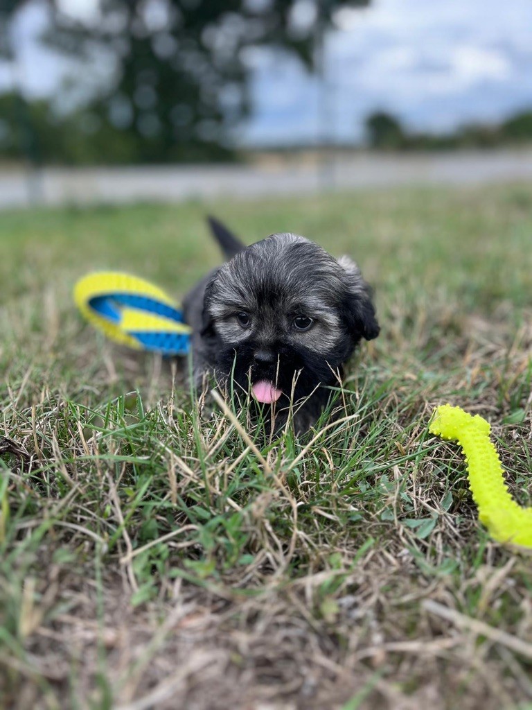 de Jerrie Black - Chiots disponibles - Lhassa Apso