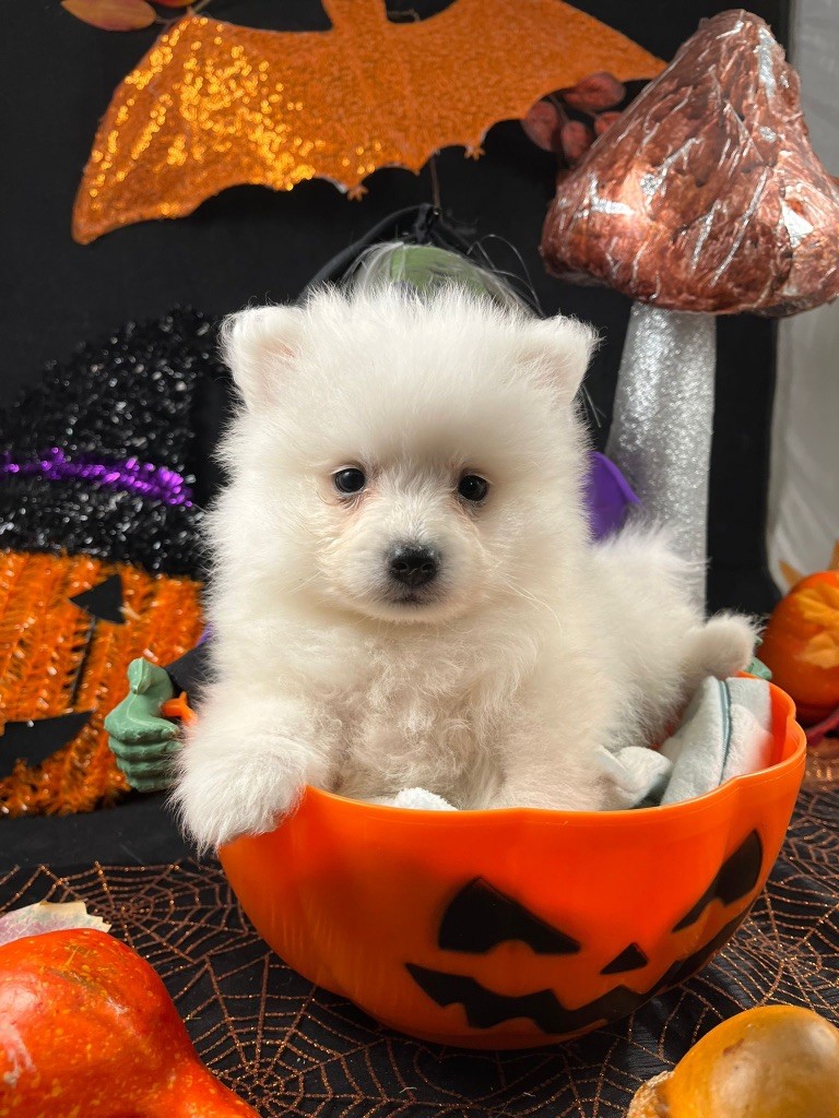 de Jerrie Black - Chiots disponibles - Spitz japonais