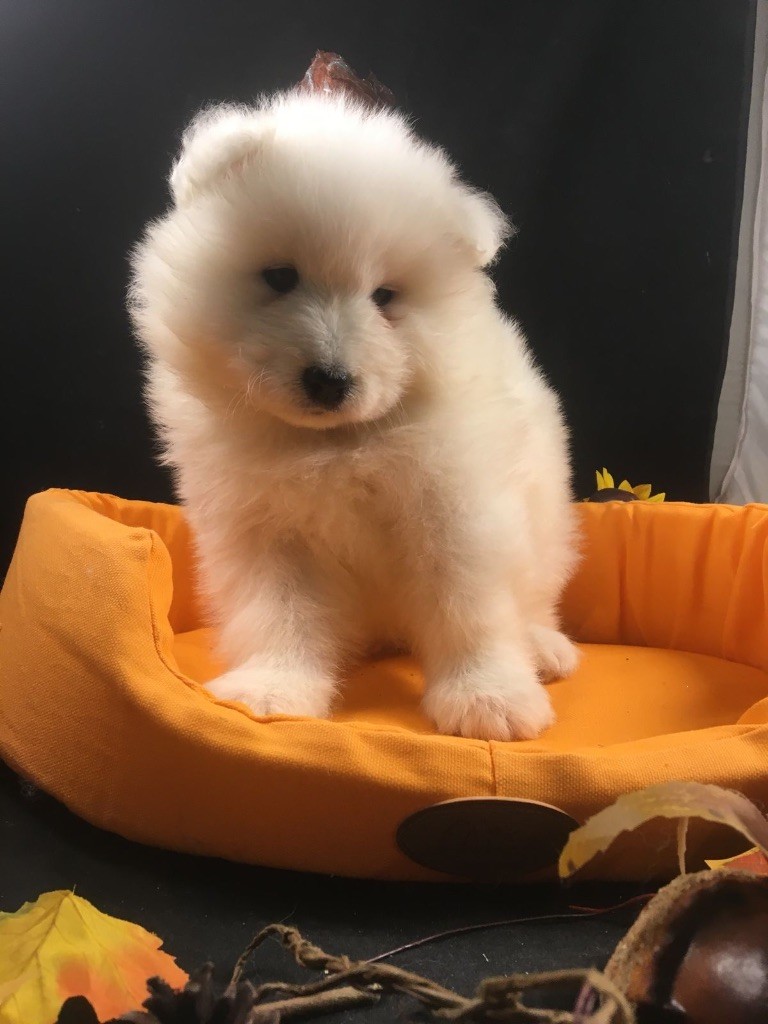 de Jerrie Black - Chiots disponibles - Samoyède