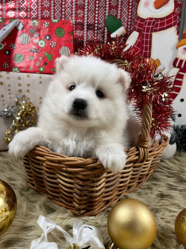 de Jerrie Black - Chiots disponibles - Spitz japonais