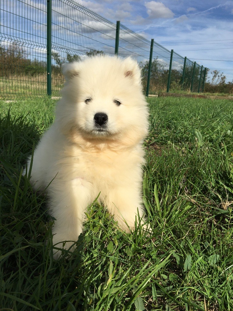 de Jerrie Black - Chiots disponibles - Samoyède