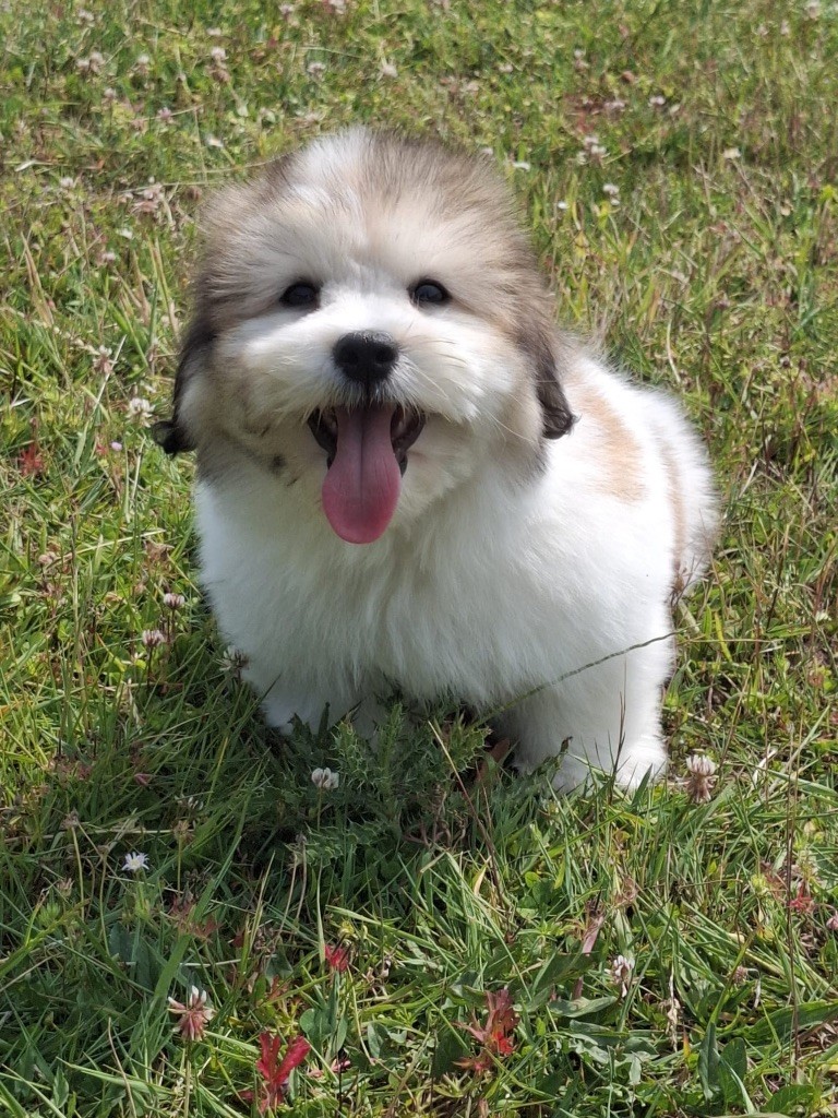 de Jerrie Black - Chiots disponibles - Coton de Tulear