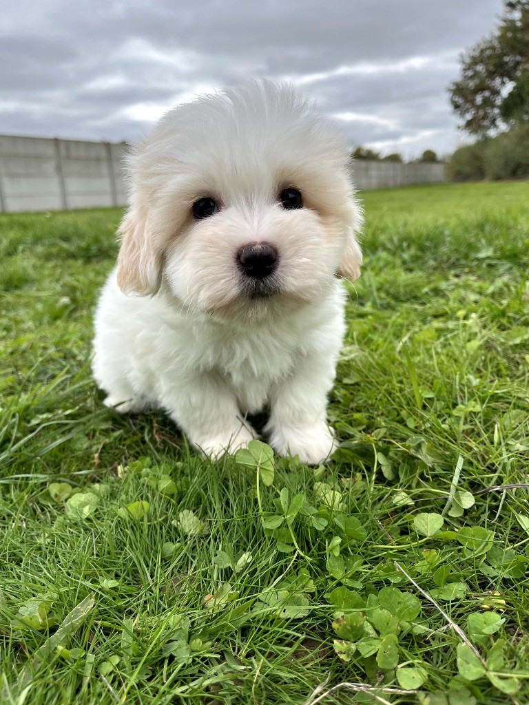de Jerrie Black - Chiots disponibles - Coton de Tulear