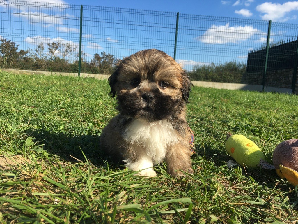de Jerrie Black - Chiots disponibles - Lhassa Apso