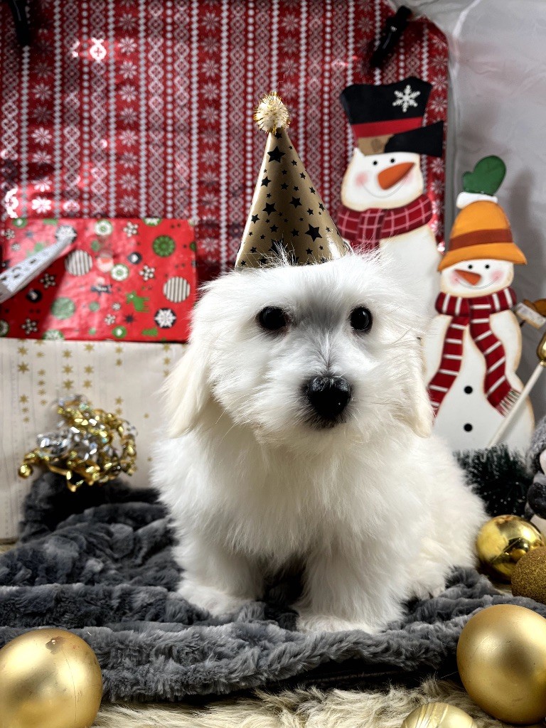 de Jerrie Black - Chiots disponibles - Coton de Tulear