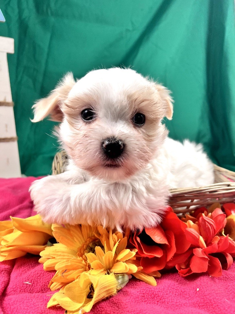 de Jerrie Black - Chiots disponibles - Coton de Tulear