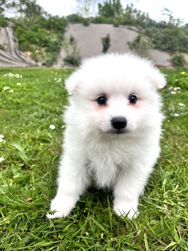 de Jerrie Black - Chiots disponibles - Spitz japonais