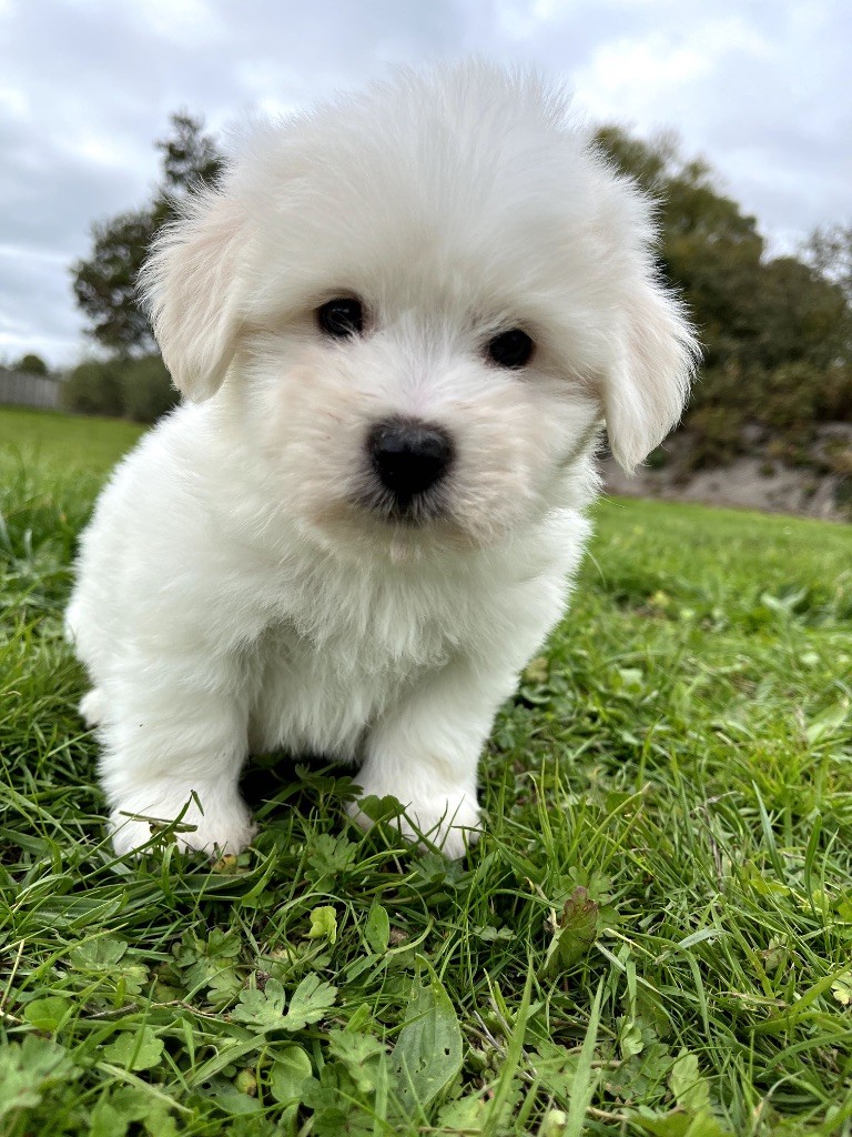 de Jerrie Black - Chiots disponibles - Coton de Tulear