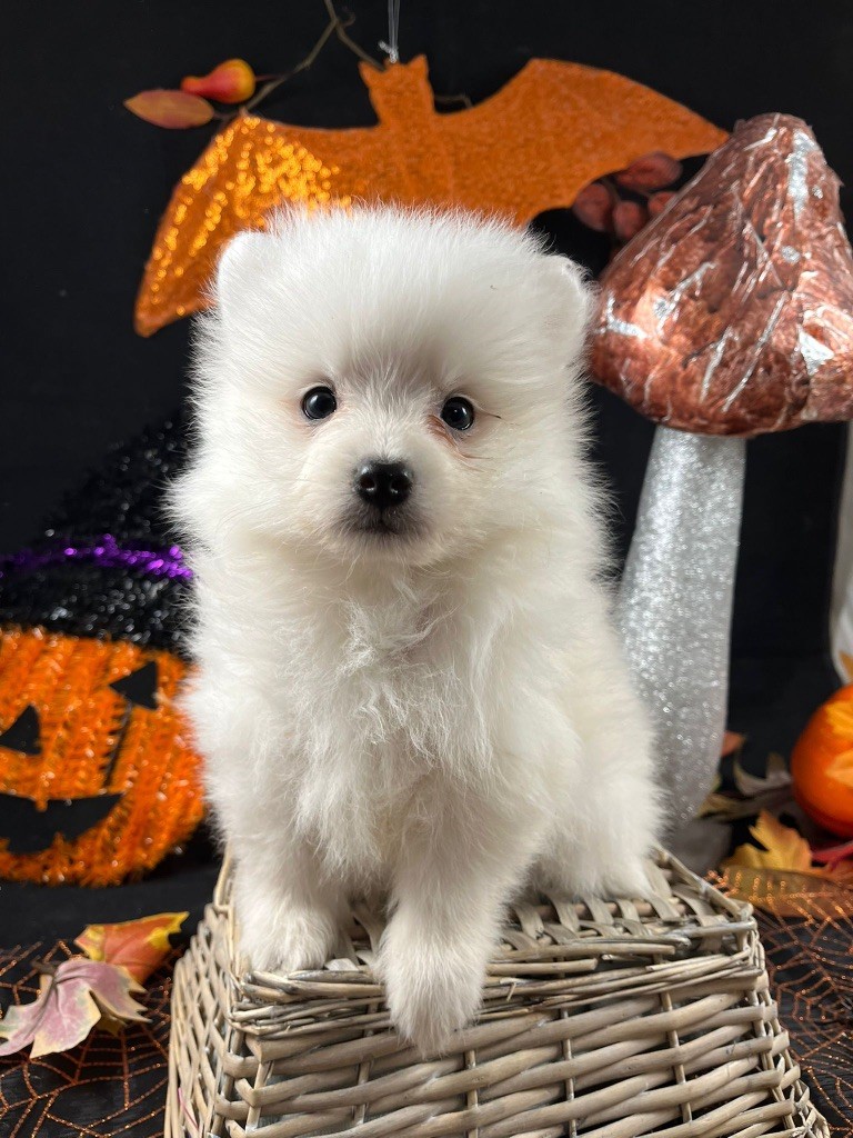 de Jerrie Black - Chiots disponibles - Spitz japonais