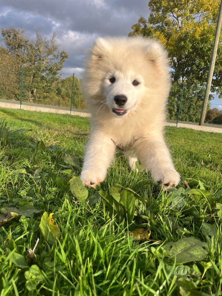 de Jerrie Black - Chiots disponibles - Samoyède