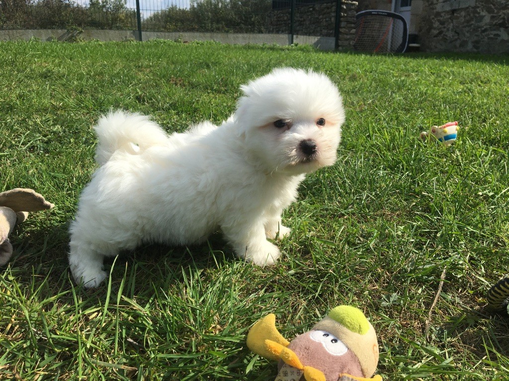 de Jerrie Black - Chiots disponibles - Coton de Tulear