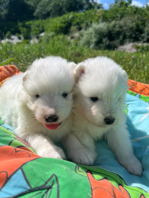 Chiot N°4