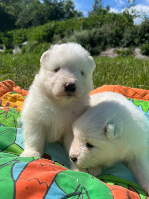 Chiot N°5